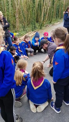 Beavers have a great time in Gort! - Vertebrate